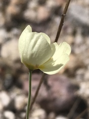 Hesperomecon linearis