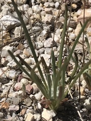 Hesperomecon linearis