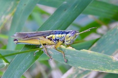 Bermius odontocercus
