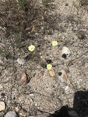 Hesperomecon linearis