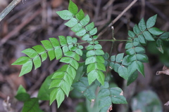 Archidendron clypearia