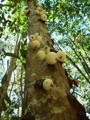 Syzygium cormiflorum