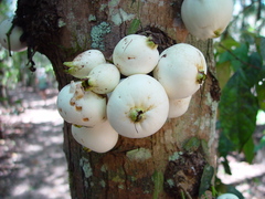Syzygium cormiflorum