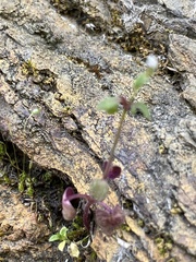 Pterostegia drymarioides
