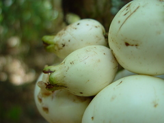 Syzygium cormiflorum