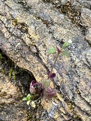 Pterostegia drymarioides