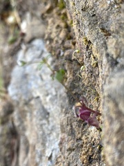 Pterostegia drymarioides