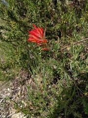 Castilleja subinclusa