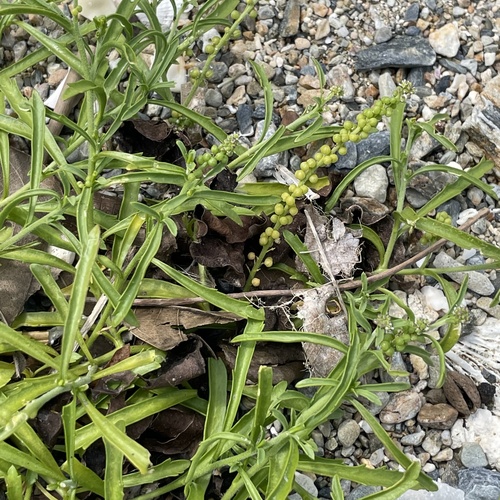 Lepidium englerianum iNat (1)