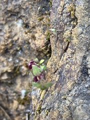 Pterostegia drymarioides