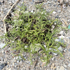 Lepidium englerianum