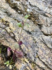 Pterostegia drymarioides