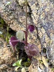 Pterostegia drymarioides