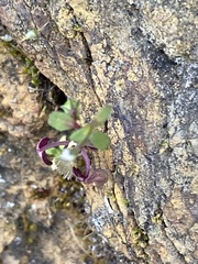 Pterostegia drymarioides