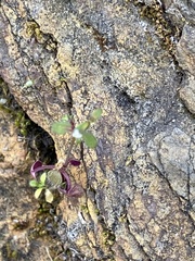 Pterostegia drymarioides