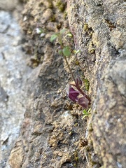 Pterostegia drymarioides