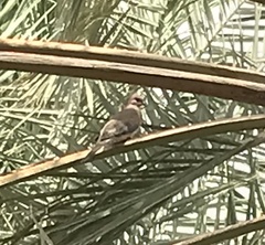 Streptopelia senegalensis