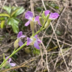 Raphanus sativus raphanistroides