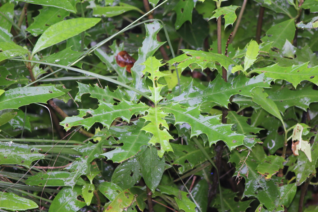 Sea Holly