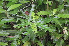 Acanthus ebracteatus