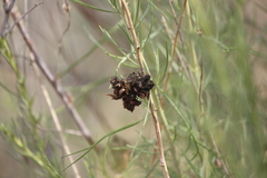 Eriophyes lepidosparti