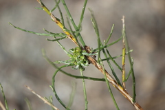 Eriophyes lepidosparti