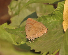 Arhopala atrax