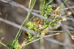 Eriophyes lepidosparti
