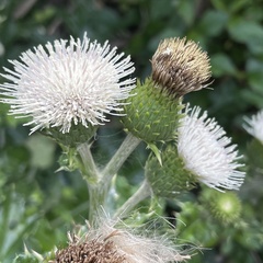 Cirsium brevicaule