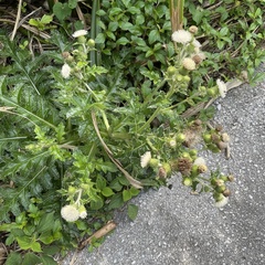 Cirsium brevicaule