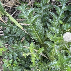 Cirsium brevicaule