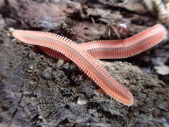 Brachycybe rosea