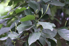 Gnetum luofuense