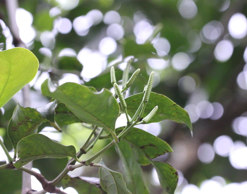 Image of Luofushan Joint-Fir (Gnetum luofuense) by no rights reserved
