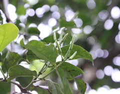 Gnetum luofuense
