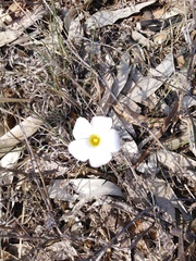 Oxalis flava