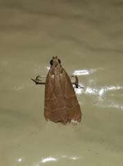 Arta epicoenalis