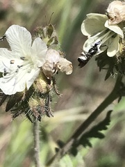 Protosmia rubifloris