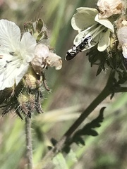 Protosmia rubifloris