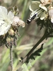 Protosmia rubifloris