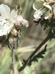 Protosmia rubifloris