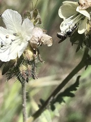 Protosmia rubifloris