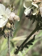 Protosmia rubifloris