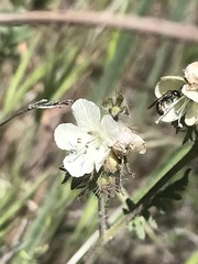 Protosmia rubifloris