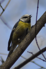 Cyanistes caeruleus × cyanus