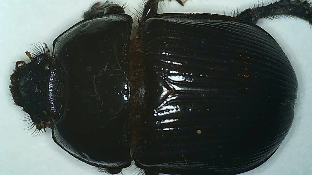 Megatrupes