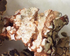Lobothallia alphoplaca