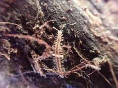 Brachydesmus superus