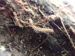 Brachydesmus superus