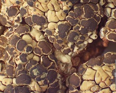 Lobothallia alphoplaca